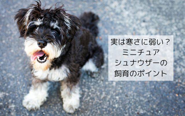 寒さには実は弱い？ミニチュアシュナウザーの飼育のポイント